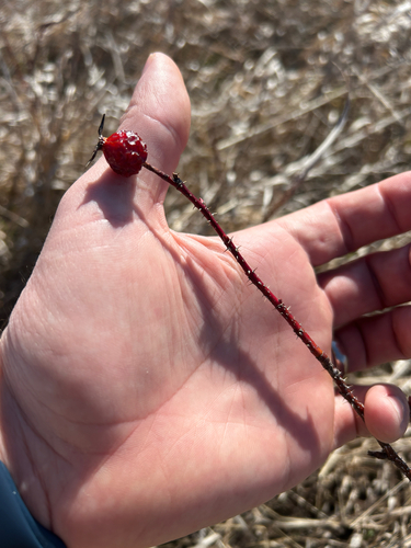 prairie rose (Rosa arkansana)