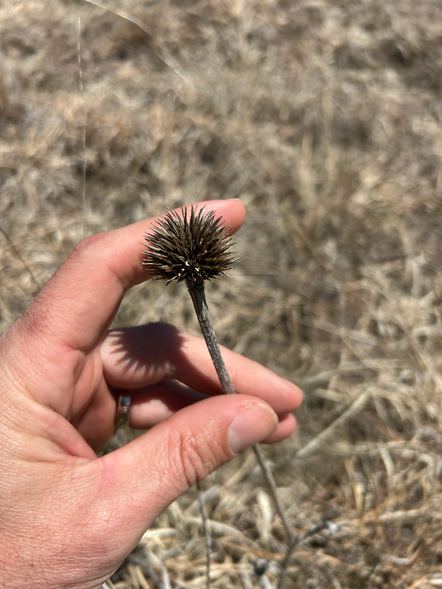 Blacksamson Echinacea (Echinacea angustifolia)