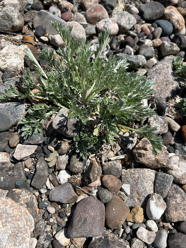 absinthe wormwood (Artemisia absinthium)