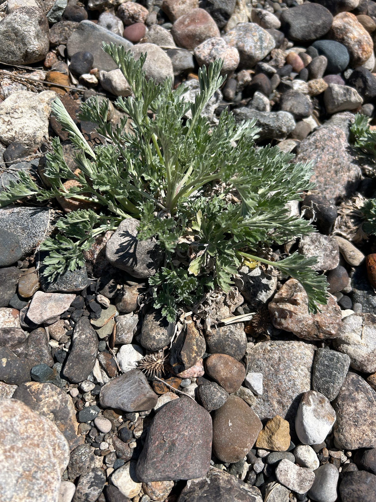 Absinthe Wormwood (Artemisia absinthium)
