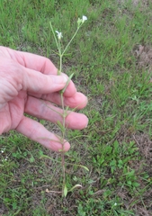 Mononeuria nuttallii