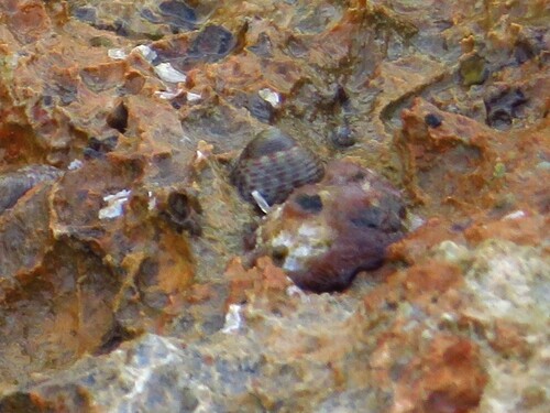 Phorcus turbinatus