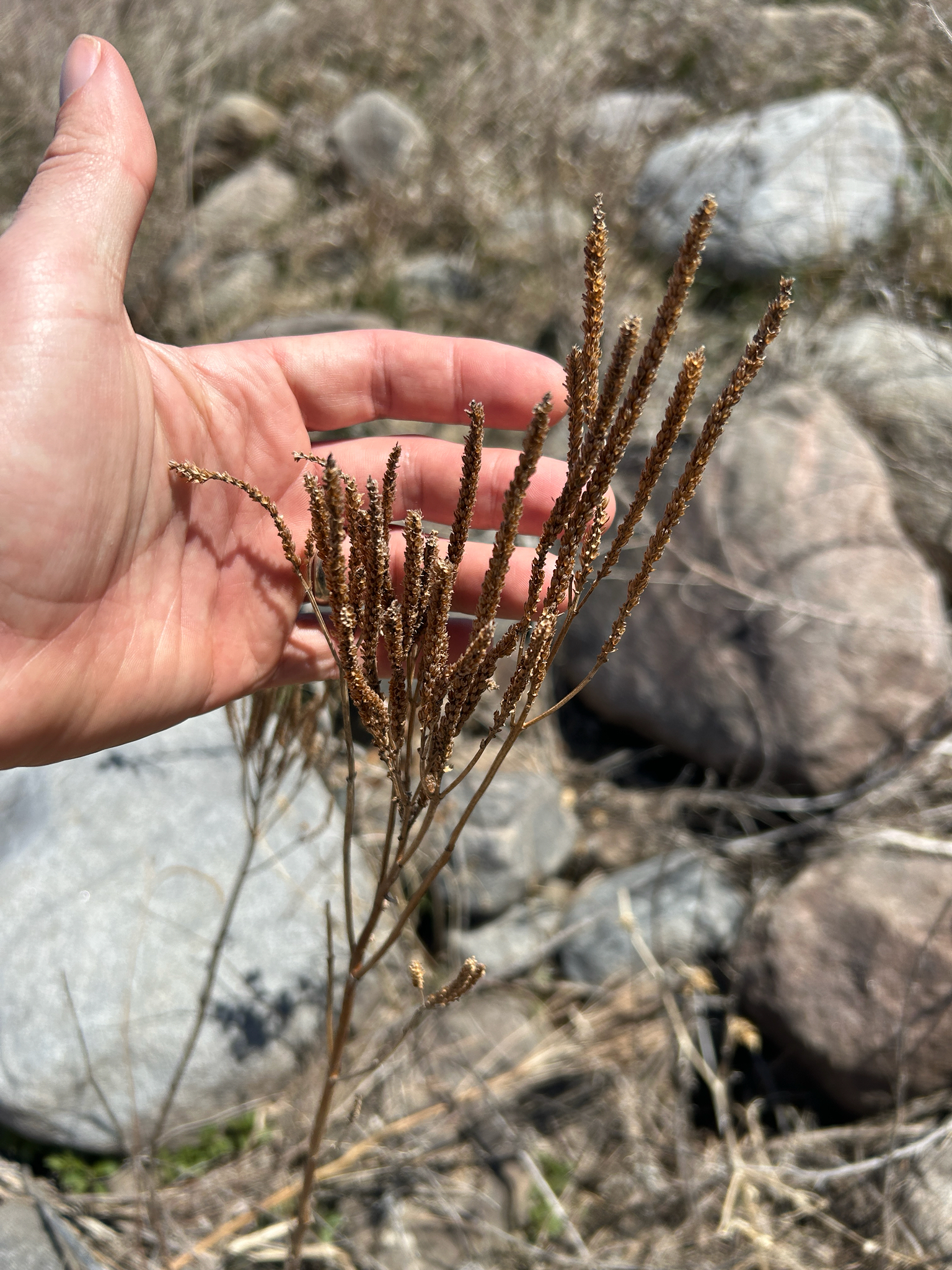 Swamp Verbena (Verbena hastata)