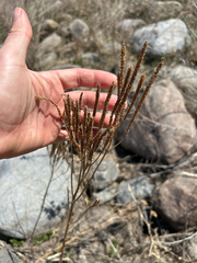 Verveine Du Canada (Verbena hastata)