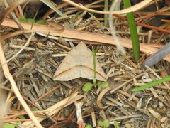 Argyrostrotis flavistriaria