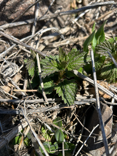 slender stinging nettle (Urtica gracilis)