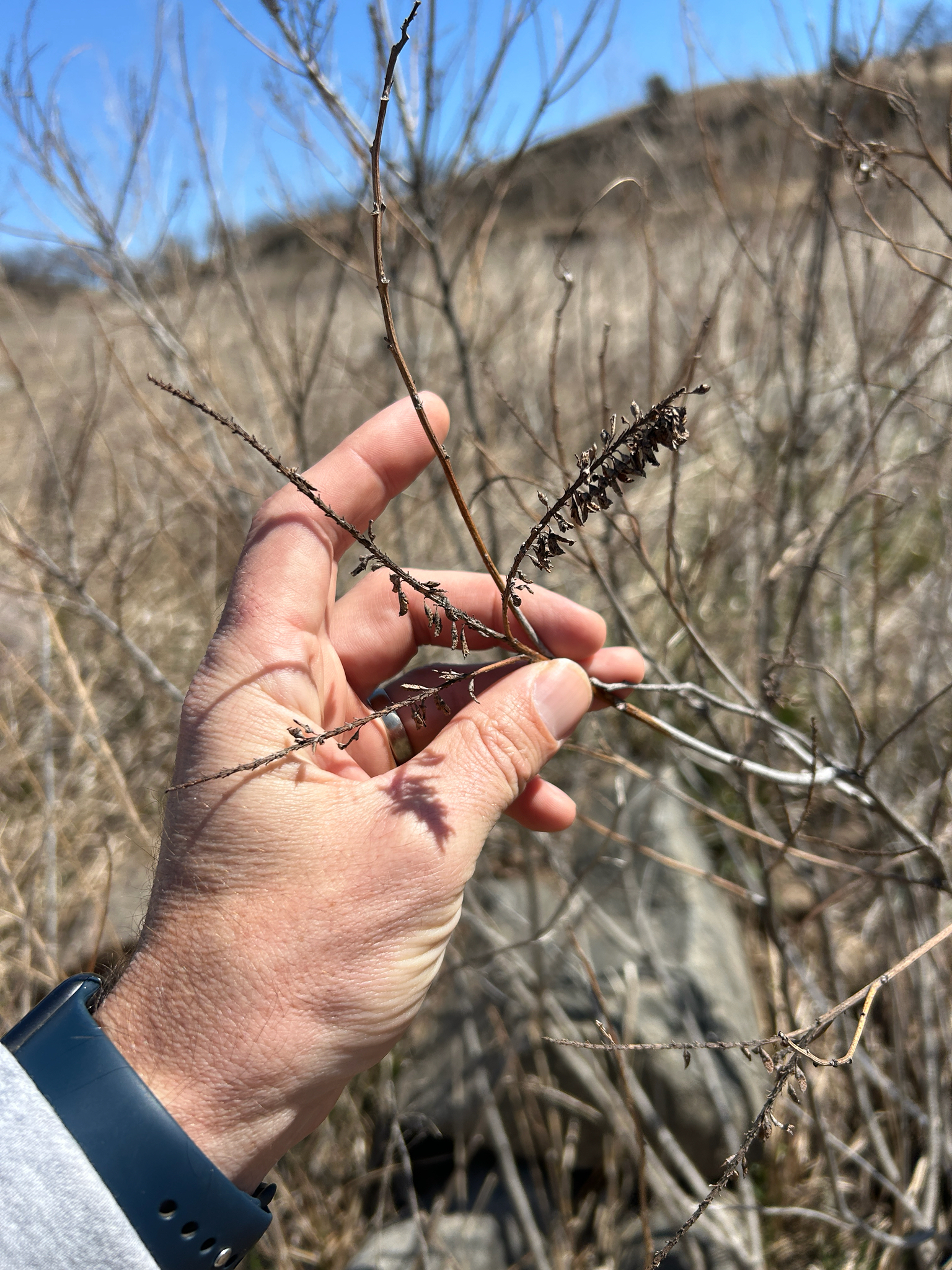 Desert False Indigo (Amorpha fruticosa)