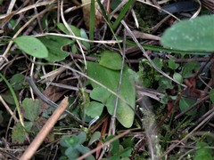 Spiranthes brevilabris