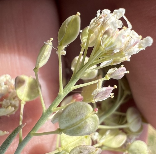 desert pepperweed (Lepidium fremontii)