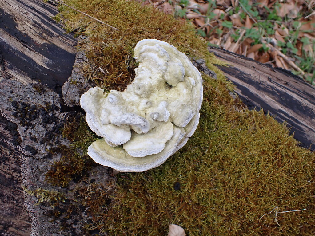 Trametes gibbosa · April 2026 · photo: © ellyne (iNaturalist, cc0)