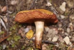 Chalciporus aurantiacus