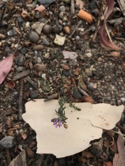 Angiospermae