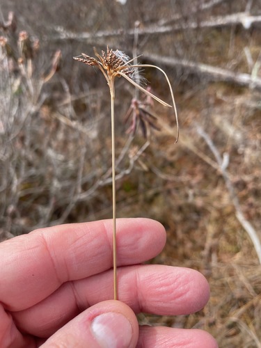tawny cottongrass (Eriophorum virginicum)