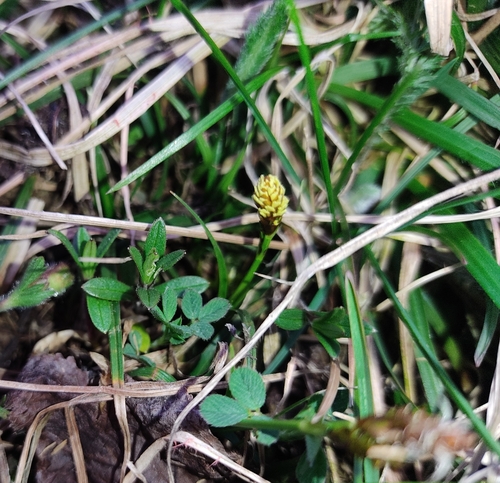spring sedge (Carex caryophyllea)
