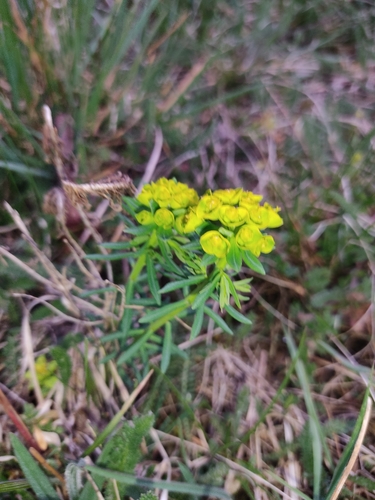 cypress spurge (Euphorbia cyparissias)