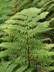 Dicksonia lanata