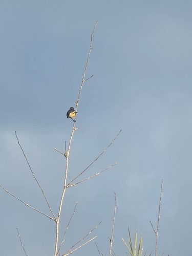 Garden Sunbird (Cinnyris jugularis), photo 3