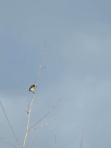 Garden Sunbird (Cinnyris jugularis), photo 4