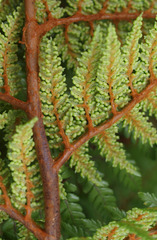 Dicksonia lanata