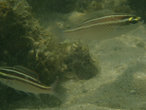 Scolopsis ghanam