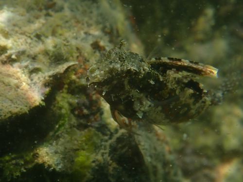 Petroscirtes mitratus