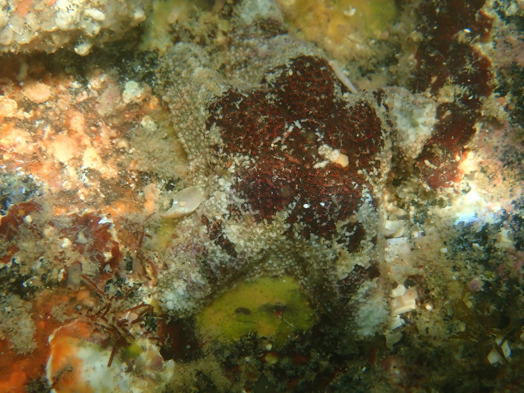 Aquilonastra samyni