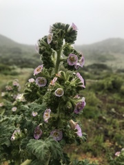 Phacelia ixodes