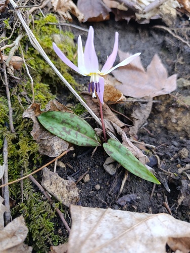 Dog's-tooth-violet
