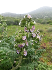 Phacelia ixodes