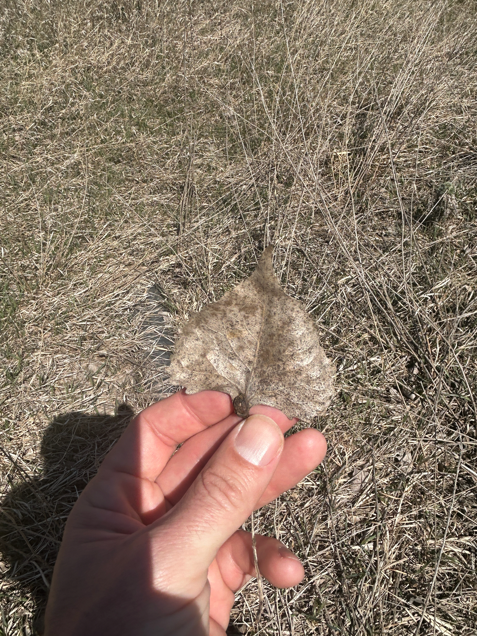 Eastern Cottonwood (Populus deltoides)