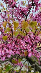 Cercis occidentalis