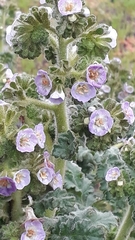 Phacelia ixodes