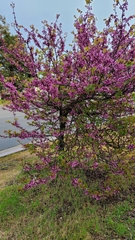Cercis occidentalis