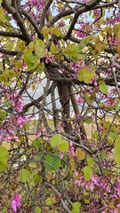 Cercis occidentalis
