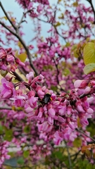 Cercis occidentalis