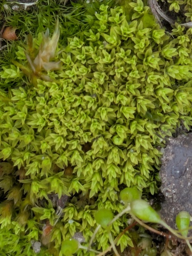 Bird's-Claw Beard-Moss (Barbula unguiculata)