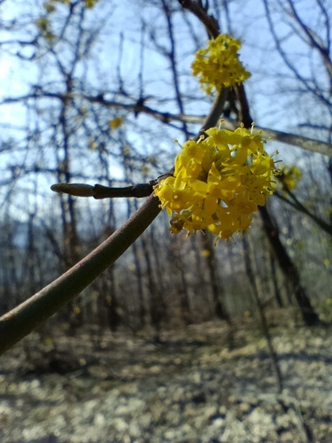 Cornelian cherry