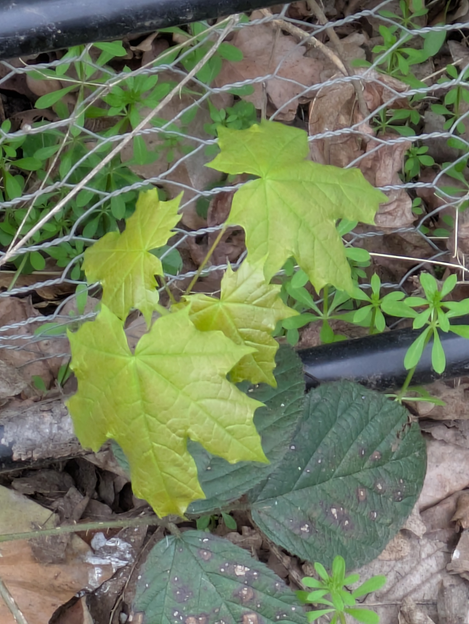 Norway Maple (Acer platanoides)