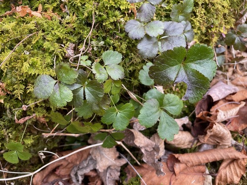 threeleaf goldthread (Coptis trifolia)