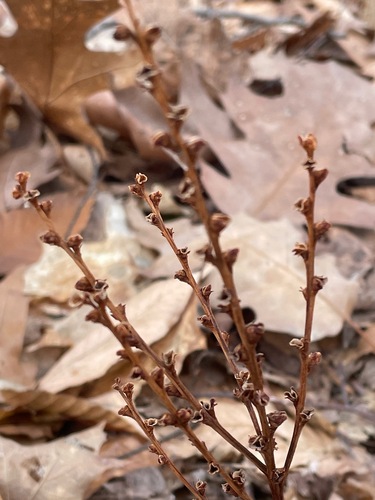 Beechdrops (Epifagus virginiana)