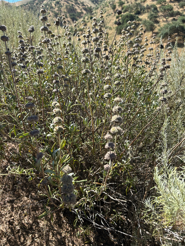 black sage (Salvia mellifera)