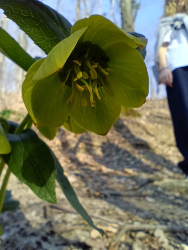 Sweet-scented Hellebore