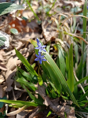 Alpine Squill