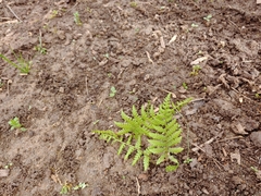 Phegopteris