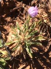 Erigeron bellidiastrum