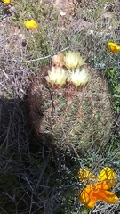 Echinomastus intertextus dasyacanthus