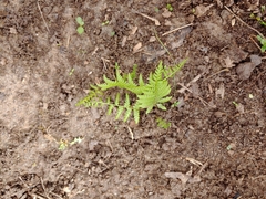 Phegopteris
