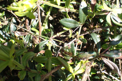 Rubia peregrina (Rubia peregrina)