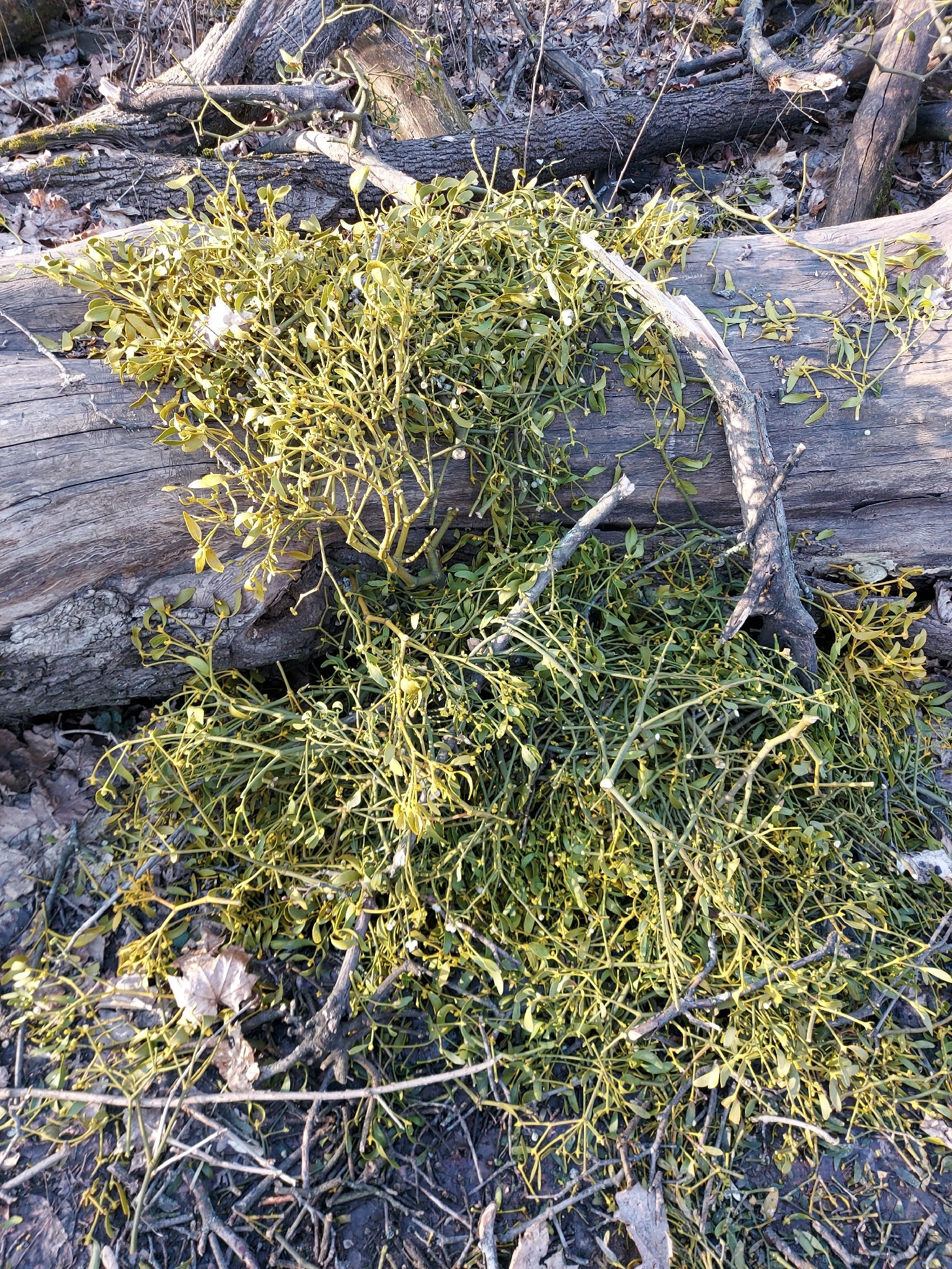 European Mistletoe (Viscum album)