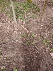 Phegopteris